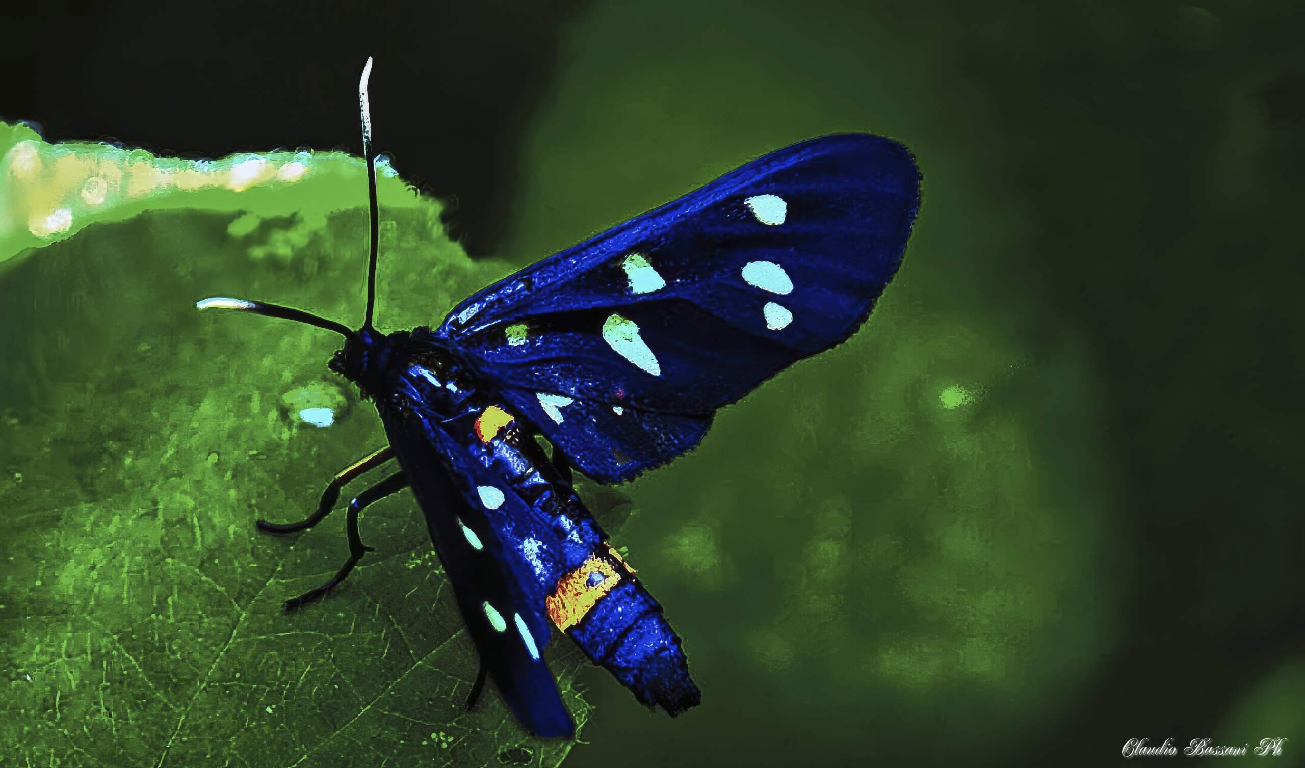 Amata fagea